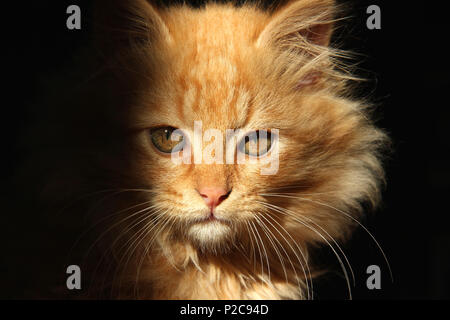 Portrait d'une ginger kitten Banque D'Images