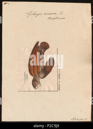 295 Sphargis coriacea - 1700-1880 - Imprimer - Zoologica 2e moitié - Collections spéciales de l'Université d'Amsterdam - UBA01 IZ11600231 Banque D'Images