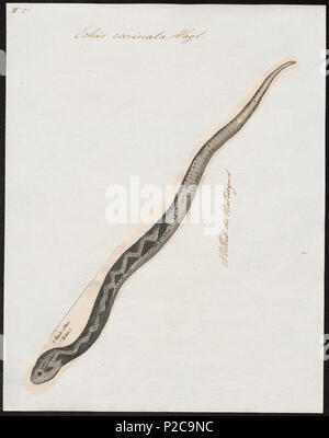 . Echis carinata . Entre 1700 et 1880 113 Echis carinata - 1700-1880 - Imprimer - Zoologica 2e moitié - Collections spéciales de l'Université d'Amsterdam - UBA01 IZ11700121 Banque D'Images
