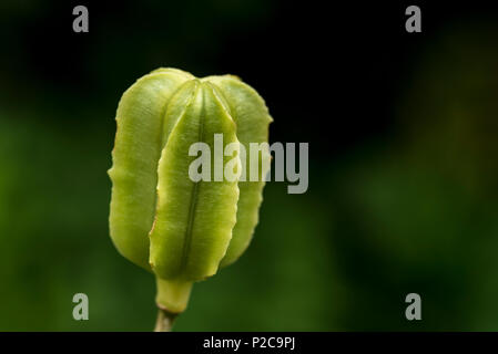 Chef d'une semence non affinés Fritillaria imperialis, couronne impériale. Banque D'Images