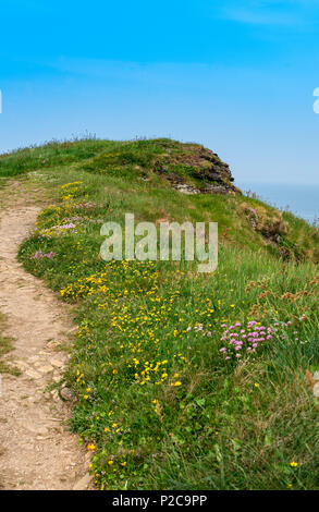 Une section du south west coast path à Crackington Haven Cornouailles du nord Banque D'Images