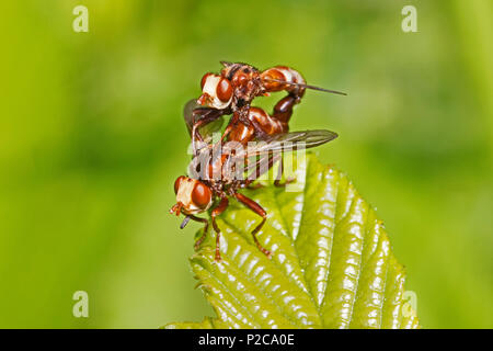 Une paire d'accouplement de mouches Conopid (Sicus ferrugineus) Banque D'Images