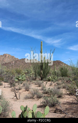 Paysage désertique, en face de la montagne, avec la société croître autour de saguaro cactus, et des buissons de créosote et de figuiers de barbarie sur le désert Découvrez Banque D'Images