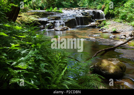 L'une des nombreuses cascades et chutes le long Sweet Creek dans l'Oregon est Suislaw National Forest. Les randonneurs le long du sentier du ruisseau doux va rencontrer 11 wa Banque D'Images