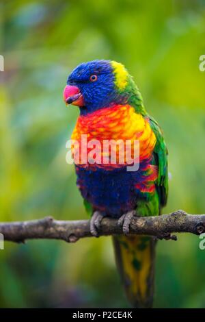 France, Sarthe, La Fleche, Zoo de La Fleche, l'alimentation (Trichoglossus moluccanus têtes pourpres Arc-en-ciel), au cours de l'activité Keeper pour une journée, ouvert à tous à partir de l'âge de 8 ans, qui vous permet de vous mettre dans la peau d'un gardien pour prendre soin des animaux en vertu de son statut d'supervisionotection, Convention de Washington, Annexe II (CITES), Statut UICN, Non menacé Préoccupation mineure (LC) Banque D'Images