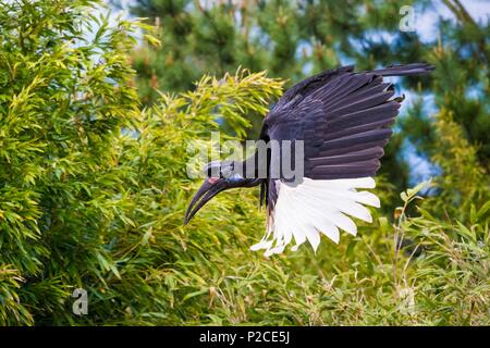 France, Sarthe, La Fleche, Zoo de La Fleche, Bucorve d'Abyssinie (Bucorvus abyssinicus) en vol Banque D'Images