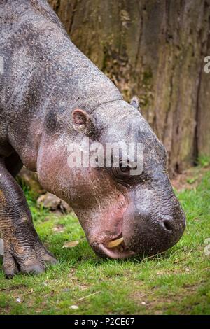 France, Sarthe, La Fleche, Zoo de La Fleche, hippopotame pygmée (Hexaprotodon liberiensis) Banque D'Images