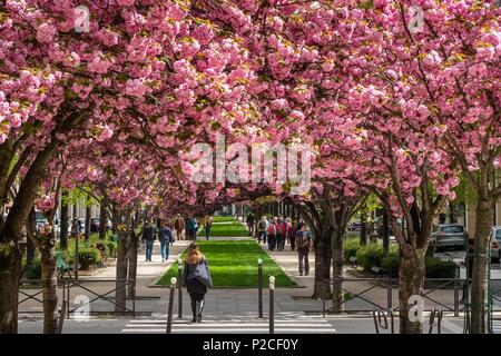 France, Paris, le Vivaldi allée bordée de prunus en fleurs est une partie de la Coulée Verte (ancienne Rene-Dumont promenade plantée), sur le site d'une ancienne ligne de chemin de fer Banque D'Images