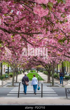 France, Paris, le Vivaldi allée bordée de prunus en fleurs est une partie de la Coulée Verte (ancienne Rene-Dumont promenade plantée), sur le site d'une ancienne ligne de chemin de fer Banque D'Images