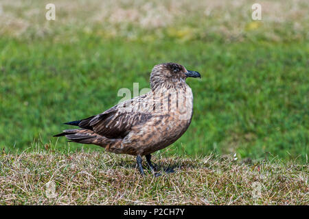 Grand labbe (Stercorarius skua) sur les landes, Hermaness National Nature Reserve, Unst, Shetland, Scotland, UK Banque D'Images