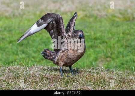 Grand labbe (Stercorarius skua) décoller de la lande, Hermaness National Nature Reserve, Unst, Shetland, Scotland, UK Banque D'Images