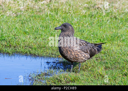 Grand labbe (Stercorarius skua) sur les landes, Hermaness National Nature Reserve, Unst, Shetland, Scotland, UK Banque D'Images