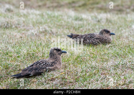 Grand labbe (Stercorarius skua) couple nichant sur les landes, Hermaness National Nature Reserve, Unst, Shetland, Scotland, UK Banque D'Images