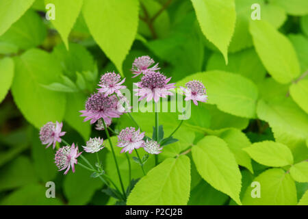 Astrantia 'ROMA' fleurit avec Aralia cordata sun king' feuillage en juin. UK. Masterwort fleurs Banque D'Images