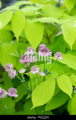 Astrantia 'ROMA' fleurit avec Aralia cordata sun king' feuillage en juin. UK. Masterwort fleurs Banque D'Images