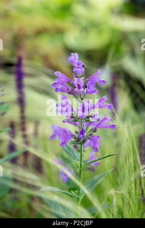Badachschiana Nepeta 'Blue Dragon'. Cataire. Catmint Banque D'Images