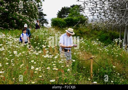 Les visiteurs dans la prairie de fleurs sauvages entourant 'La Ruche', une installation multi-sensoriel à Kew Gardens, Londres, Angleterre. Banque D'Images