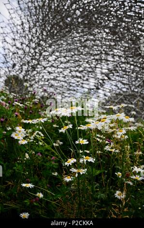 Pré de fleurs sauvages entourant 'La Ruche' à Kew Gardens, en Angleterre. Banque D'Images