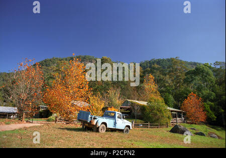 La couleur en automne dans le montagnes Watagan, Central Coast, NSW, Australie. Vieux camion à l'extérieur de homestead. Banque D'Images