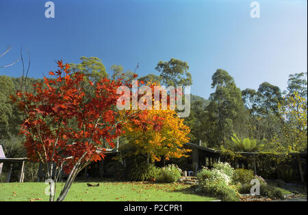 La couleur en automne dans le montagnes Watagan, Central Coast, NSW, Australie. Banque D'Images