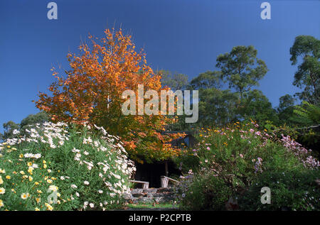 La couleur en automne dans le montagnes Watagan, Central Coast, NSW, Australie. Banque D'Images