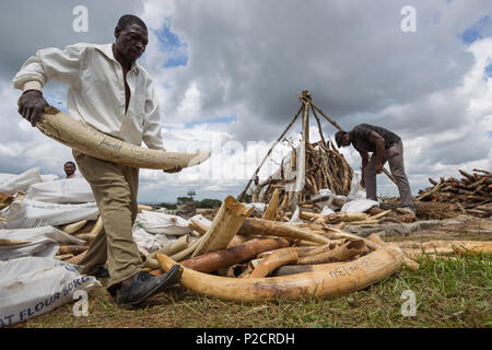 Travailleurs et de rangers pile et trier pour l'ivoire ivoire cérémonie programmée à Lilongwe au Malawi du terrain du Parlement à laquelle aucun l'ivoire a été brûlé. Banque D'Images