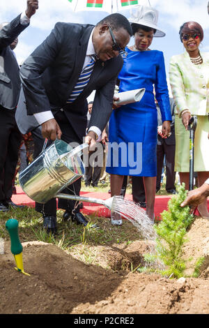 Le président Peter Mutharika cèdre mulanje plantes semis à l'ivoire cérémonie à Lilongwe au Malawi du terrain du Parlement ; pas de l'ivoire a été brûlé. Banque D'Images