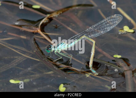 Demoiselle d'azur en ponte Banque D'Images