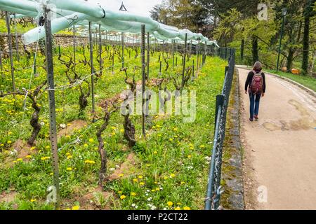 France, Paris, Parc Georges-Brassens dans le 15ème arrondissement sur le site de l'ancien abattoir de Vaugirard, ancien vignoble Perichot de la 18e siècle produisant des vins Clos des Morillons Banque D'Images