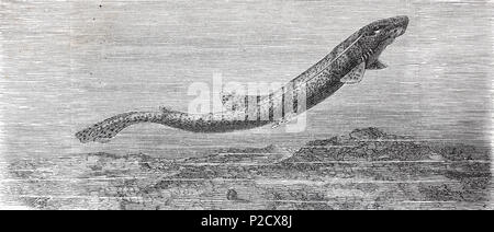 Ablette, Scyliorhinus stellaris, également connu sous le nom de la grande-spotted, aiguillat aiguillat tacheté plus ou bull huss, poisson, l'amélioration numérique reproduction à partir d'un tirage original du 19ème siècle, 1881 Banque D'Images