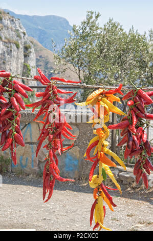 Rangée de piment rouge suspendu à un stallt Banque D'Images