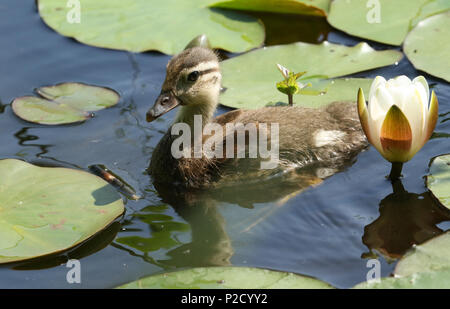 Un bébé mignon petit canard mandarin (Aix galericulata) Nager dans un lac à la recherche de nourriture parmi les feuilles de nénuphars. Banque D'Images