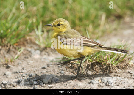 Une jolie femme la bergeronnette printanière (Motacilla flava) la chasse aux insectes dans un pré herbeux. Banque D'Images