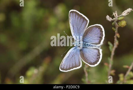 Un homme magnifique papillon bleu étoilé d'argent (Plebejus argus) perching on heather avec ses ailes ouvertes. Banque D'Images