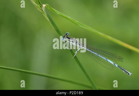 Une jolie demoiselle à pattes blanches (Platycnemis pennipes) percher sur l'herbe. Banque D'Images