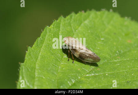 Une superbe (Philaenus spumarius commun Froghopper) Aussi appelé spittlebug ou insecte spit coucou perché sur une feuille. Banque D'Images