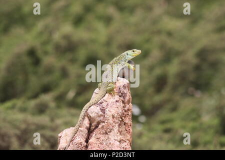 Ocellated Lizard (timon lepidus) a.k.a eyed lézard. Au sud-ouest du Portugal. Banque D'Images