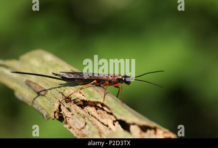 Un Xeris spectrum se percher sur une branche en bois. C'est une sorte de magyar ou Bois wasp, qui vit dans les forêts de conifères au Royaume-Uni. Banque D'Images