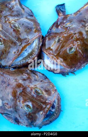 France, Bouches du Rhône, Marseille, lotte vendeur sur le vieux port Banque D'Images