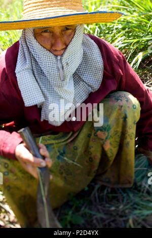 La Thaïlande, le nord de la Thaïlande, la récolte de citronnelle Banque D'Images