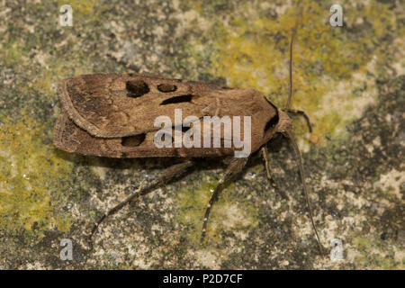 Coeur et dart (Agrotis exclamationis), un membre de la famille des Banque D'Images