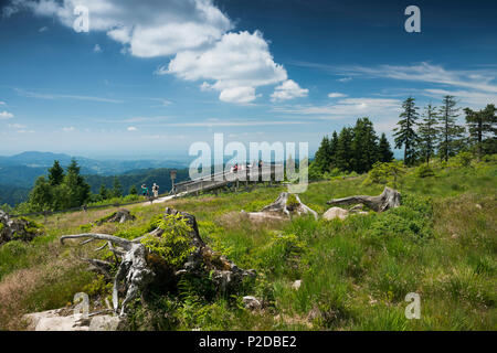 Schliffkopf, près de Baiersbronn, Parc National de la Forêt Noire, Forêt Noire, Bade-Wurtemberg, Allemagne Banque D'Images