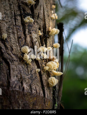 Champignons croissant sur l'arborescence sur le côté gauche Banque D'Images