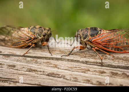 Deux cigales adultes Tibicina citharinidae avec veines orange sur les ailes Banque D'Images