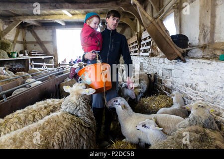 LWL-musée de plein air de Detmold, agriculteur avec petite fille sur son bras, nourrir les moutons, stable, bâtiments traditionnels, Detmold, Nort Banque D'Images