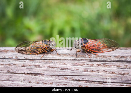 Deux cigales adultes Tibicina citharinidae avec veines orange sur les ailes Banque D'Images