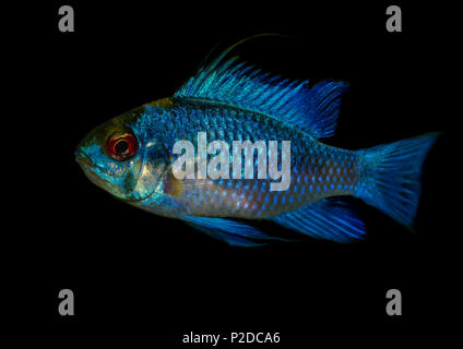 Une macro shot of an electric blue ram poissons tropicaux. Banque D'Images