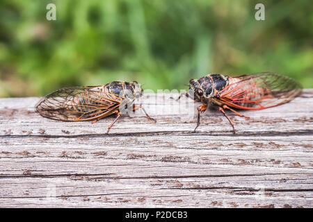 Deux cigales adultes Tibicina citharinidae avec veines orange sur les ailes Banque D'Images