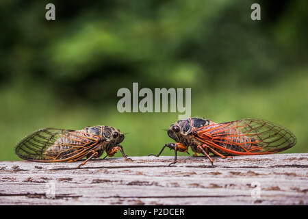 Deux cigales adultes Tibicina citharinidae avec veines orange sur les ailes Banque D'Images