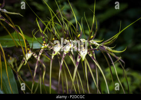 Brassia caudata (orchidée araignée) image prise à Altos del Maria, Panama Banque D'Images